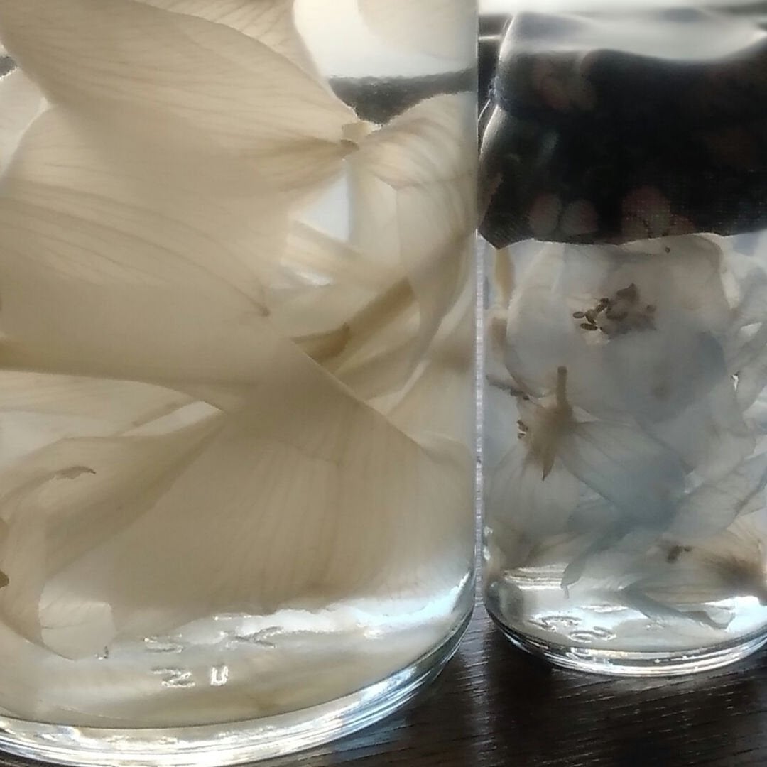 めめめ on LIPS 「前回のあらすじ:メリットの方が大きかったかな本日も低用量ピルに..」(1枚目)