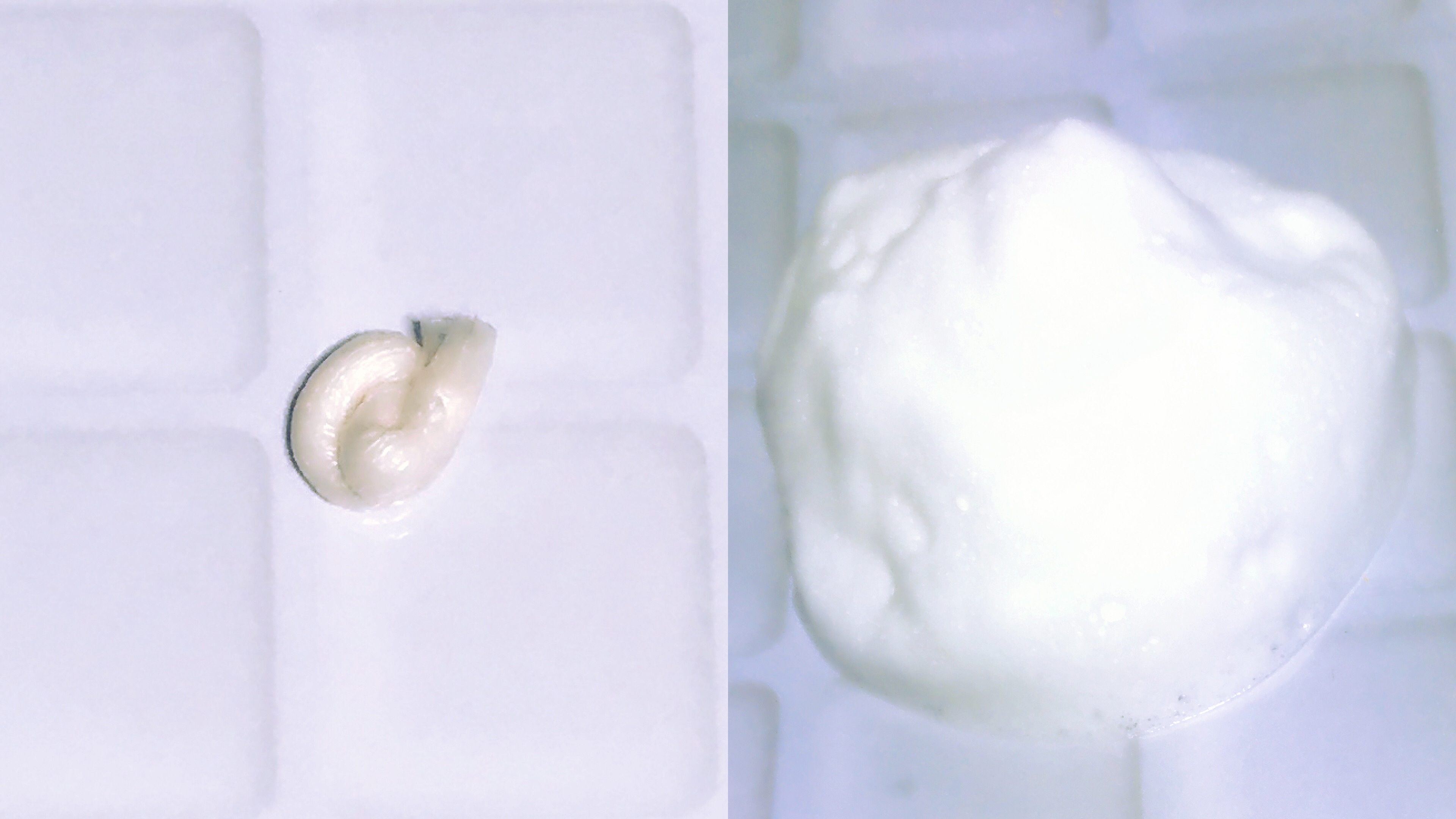 マイルドフォーム 102/プルソワン/洗顔フォームを使ったクチコミ（2枚目）