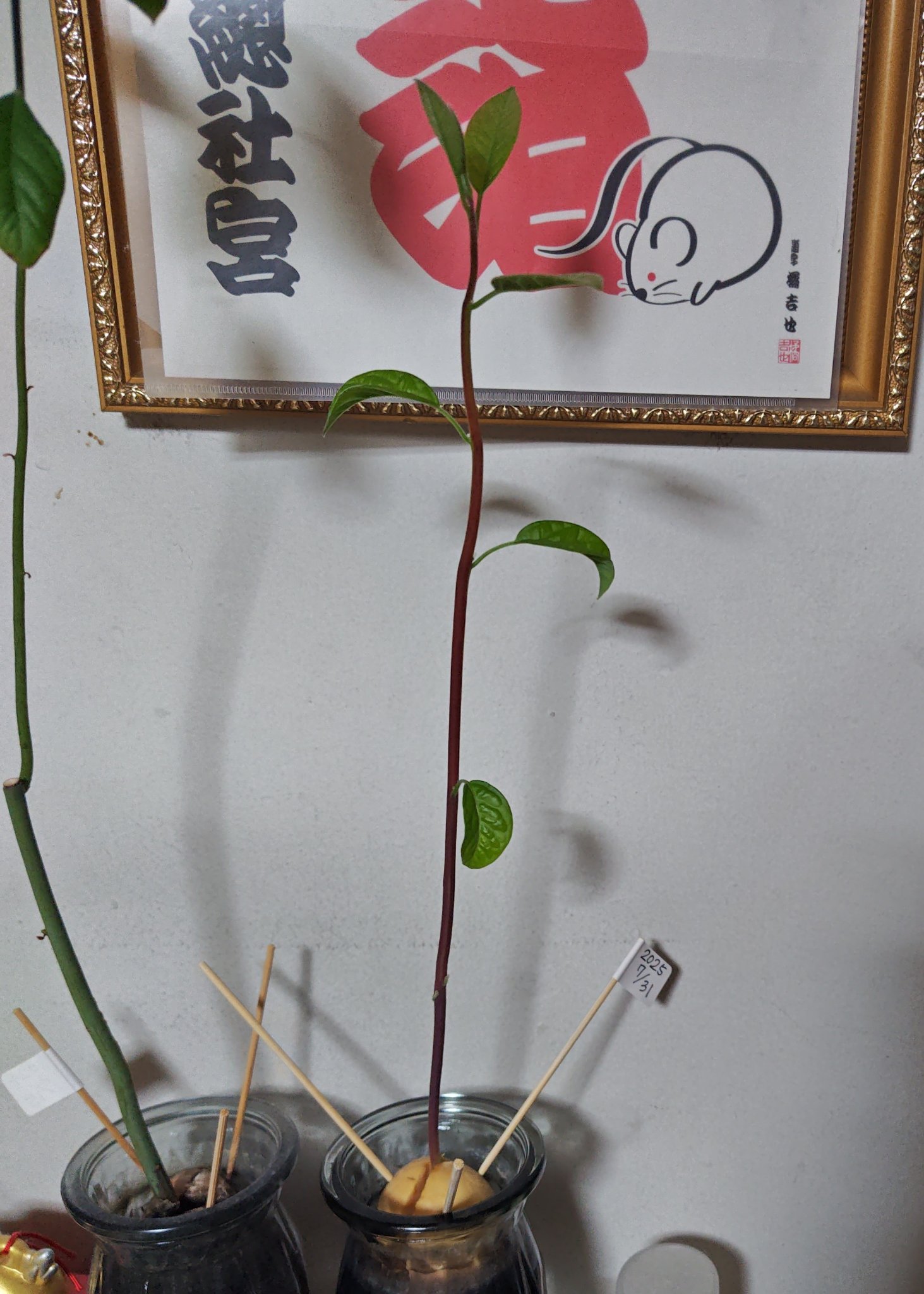 ガラス花瓶/DAISO/その他を使ったクチコミ（1枚目）