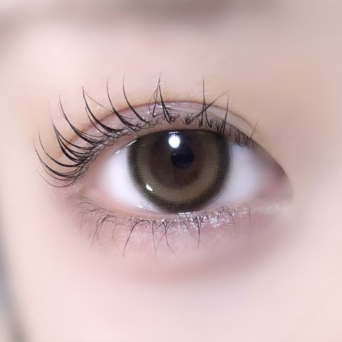 LilMe 1day Dreamy Bear(ドリーミーベア)/LilMe/ワンデー（１DAY）カラコンを使ったクチコミ（1枚目）