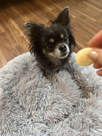 ひふみレイキ💫フォロバ♾️ on LIPS 「🐾ひふみの美養コラムわんこのお菓子もグルテンフリーに🐶✨夫が買..」(3枚目)