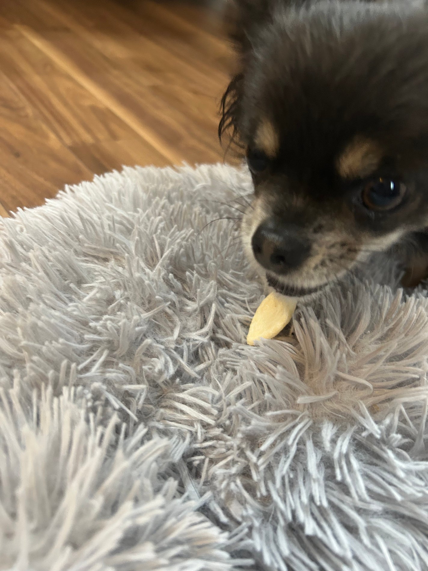 ひふみレイキ💫フォロバ♾️ on LIPS 「🐾ひふみの美養コラムわんこのお菓子もグルテンフリーに🐶✨夫が買..」(4枚目)