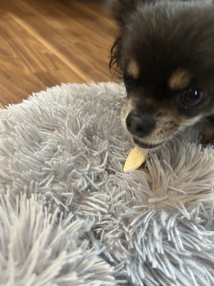 ひふみレイキ💫フォロバ♾️ on LIPS 「🐾ひふみの美養コラムわんこのお菓子もグルテンフリーに🐶✨夫が買..」(4枚目)