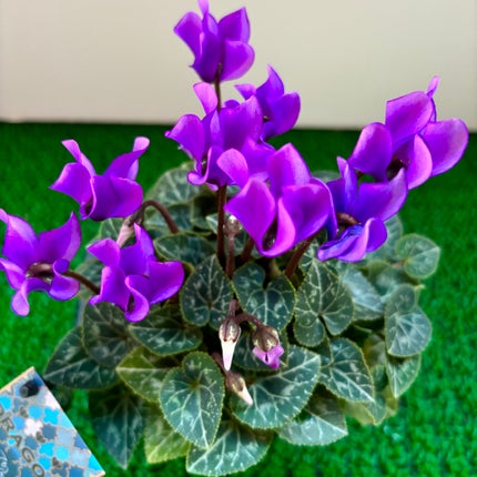 ðð©·ðiroãã©ããããŸãðââïž on LIPS ãã³ã¹ã¡ãããªããã©ãç§ðã¯ãããŸããïŒãè±ãšèŠ³èæ€ç©ã倧奜ãð..ãïŒ3æç®ïŒ