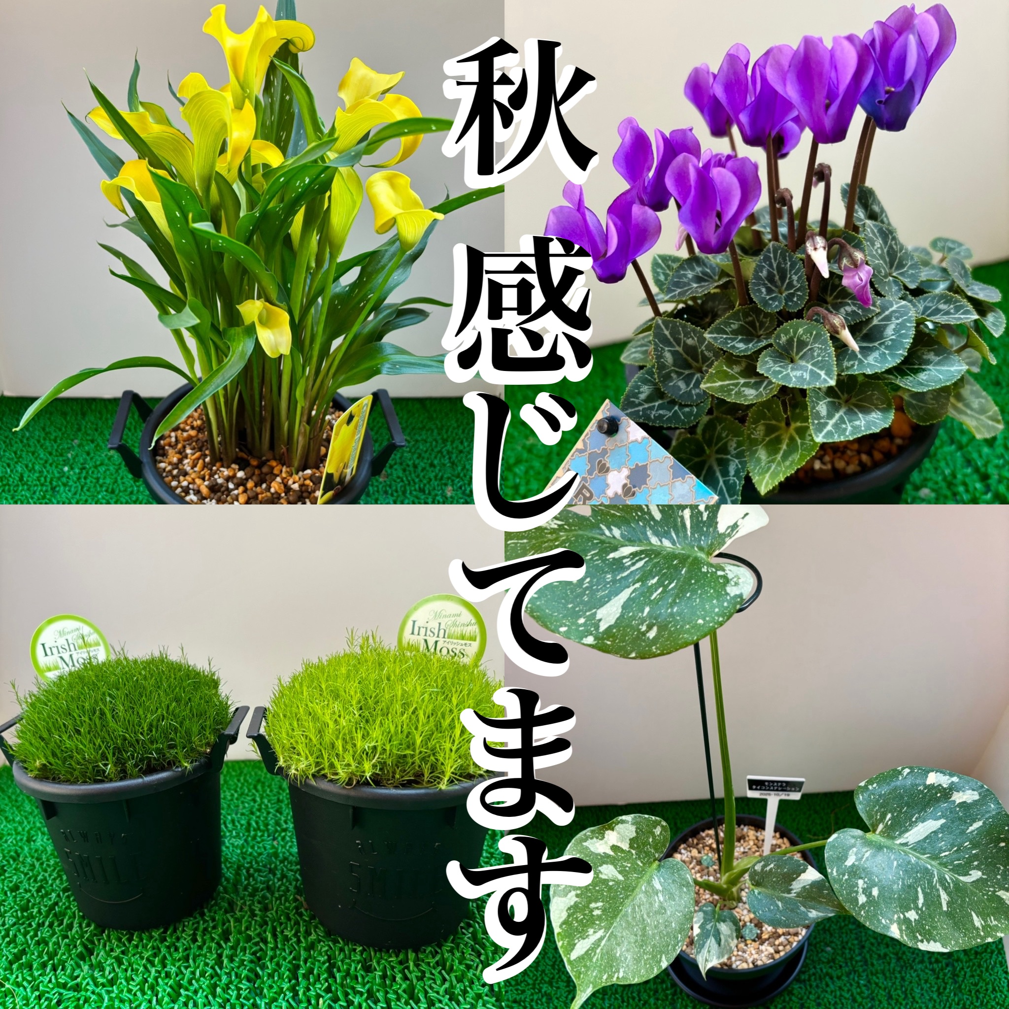 コスメじゃないけど、秋🍂はじめました！

お花と観葉植物が大好き💕

秋はお花や観葉植物が豊作🙌

我が家のリビングに最近、お迎えしたコ達を
ご紹介します💐

目の保養は心の癒しです🙌

肌もピカピカ✨になると思ってます💖

#