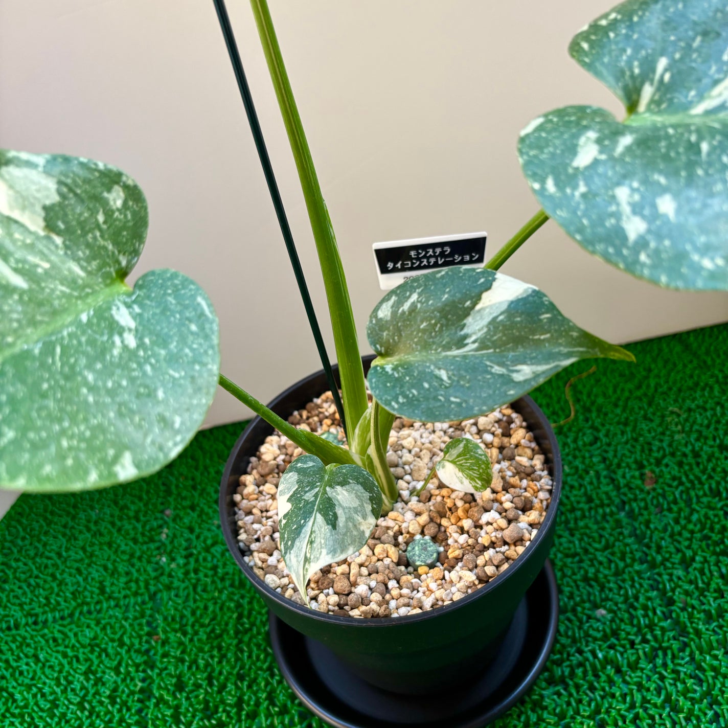 ðð©·ðiroãã©ããããŸãðââïž on LIPS ãã³ã¹ã¡ãããªããã©ãç§ðã¯ãããŸããïŒãè±ãšèŠ³èæ€ç©ã倧奜ãð..ãïŒ5æç®ïŒ