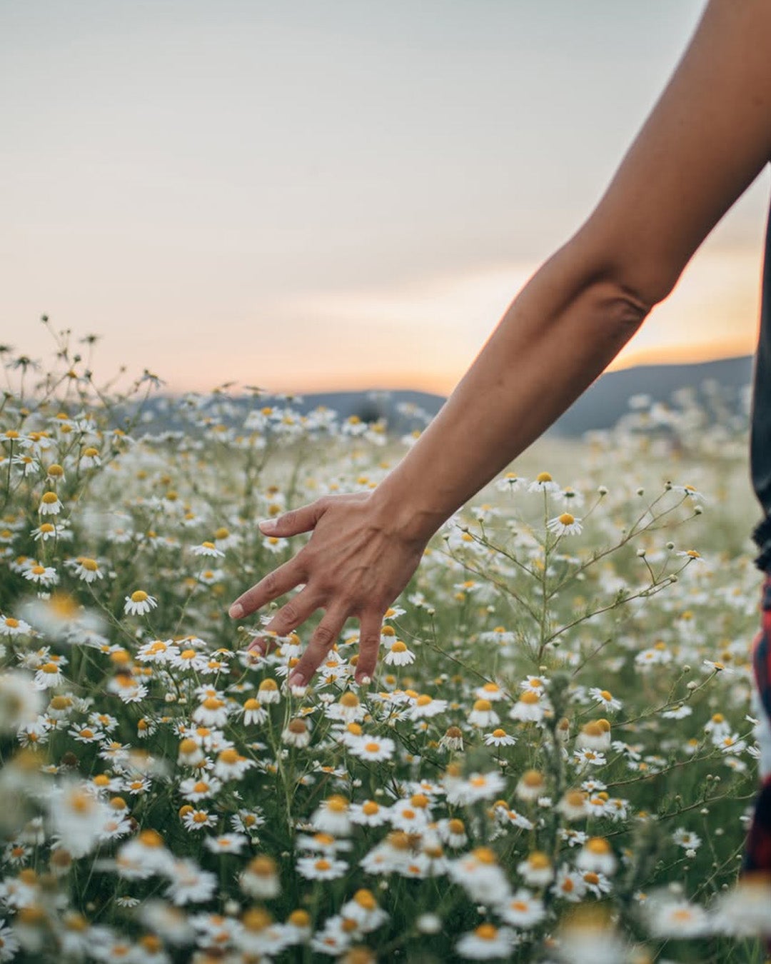 カミール公式アカウント on LIPS 「カモミールから抽出したオイルで敏感な肌を鎮静します🤍真っ白なク..」(1枚目)