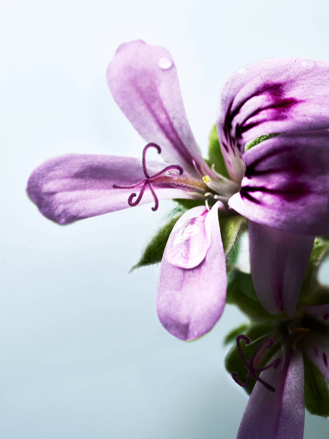 ボタニスト ボタニカルシャンプー/トリートメント スムース ジョンマスターオーガニック監修フレグランス/BOTANIST/市販シャンプーを使ったクチコミ(1枚目)