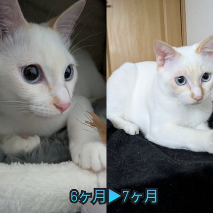 苺 on LIPS 「レオンからレンくんに改名🤣自宅に来た頃からもう8ヶ月も経ちまし..」(3枚目)