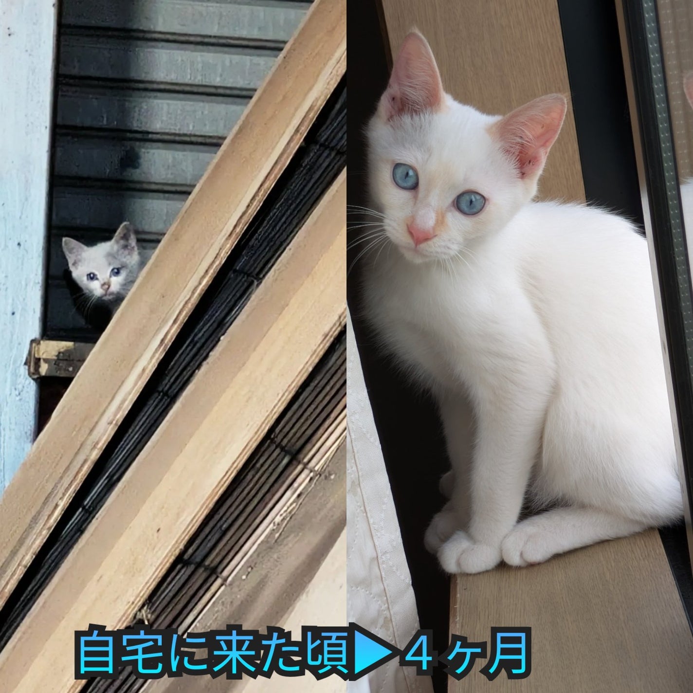 苺 on LIPS 「レオンからレンくんに改名🤣自宅に来た頃からもう8ヶ月も経ちまし..」(1枚目)