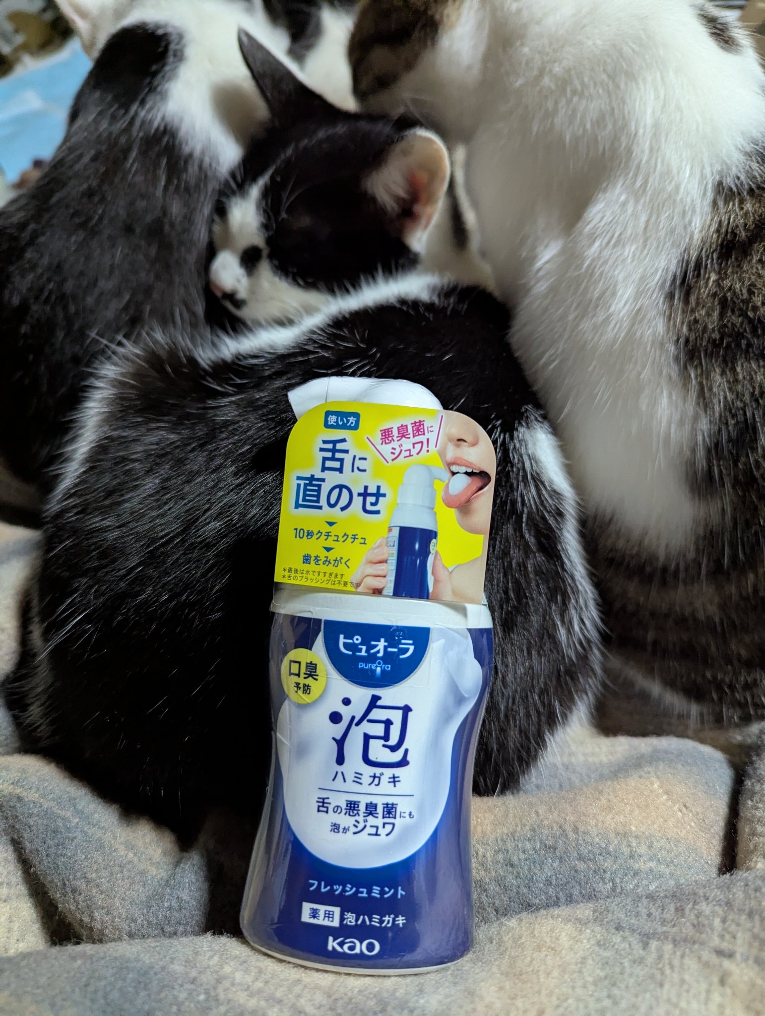 ピュオーラ 泡ハミガキを使用してみました！
従来の歯磨き粉だと粘度があってくちの中にまんべんなく広げるまで時間がかかるのですが、ピュオーラ 泡ハミガキならワンプッシュしてくちゅくちゅしていればいいので楽です。
すみずみまで歯磨き泡が届くって