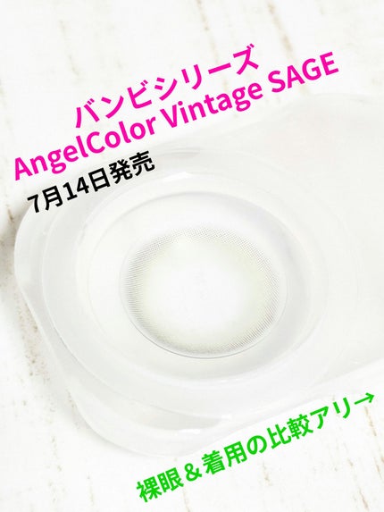 Angelcolor Bambi Series Vintage 1day/AngelColor/ワンデー(1DAY)カラコンを使ったクチコミ(1枚目)