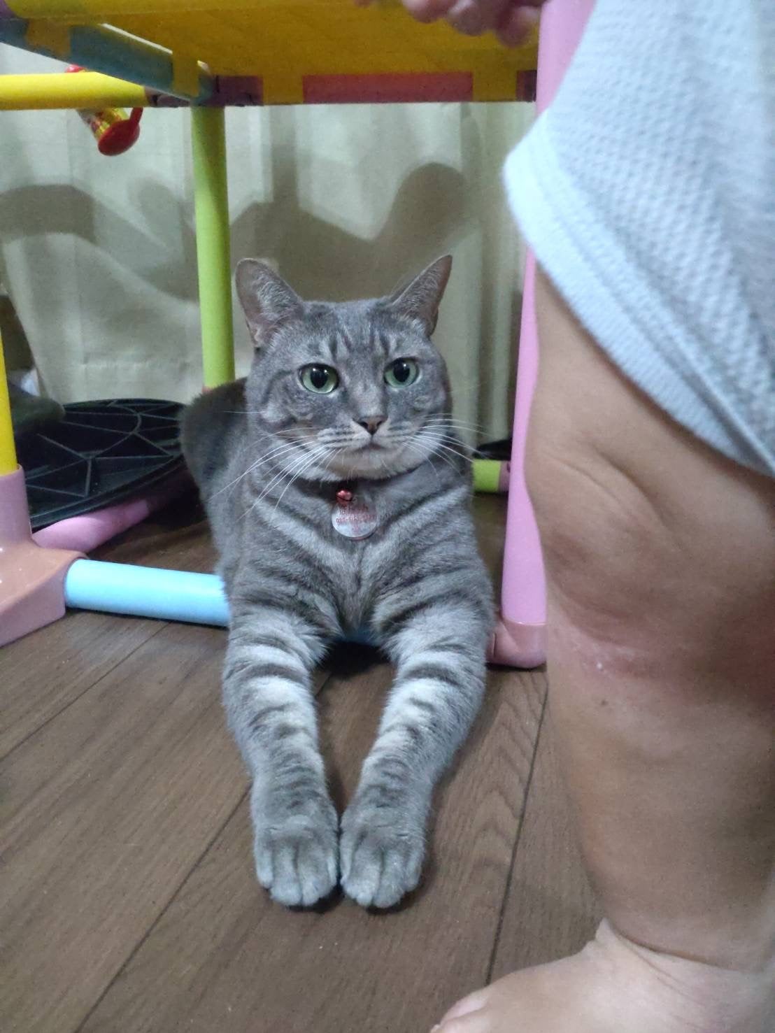 MECHAI シカサルブクリーム/MECHAI/ボディクリームを使ったクチコミ(5枚目)