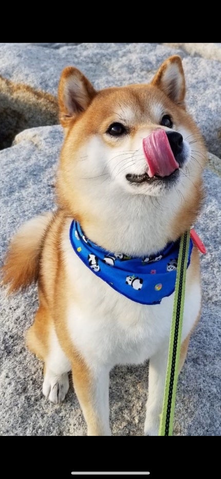 を使ったクチコミ(1枚目)