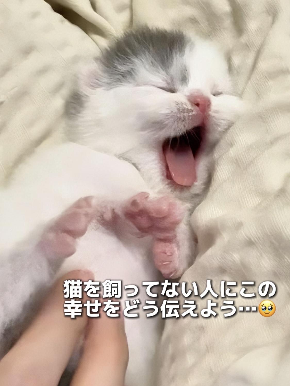 アネトス バランシング トリートメントクリーム/Anetos/フェイスクリームを使ったクチコミ（1枚目）