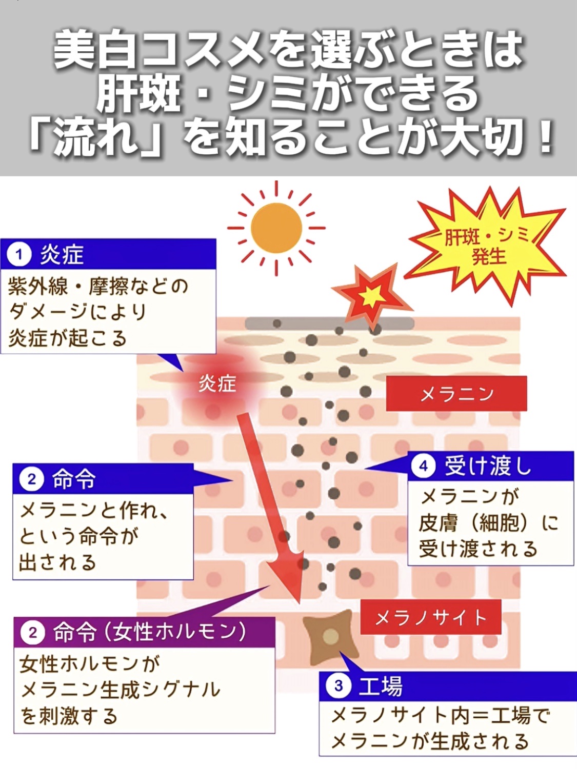 アネトス バランシング トリートメントクリーム/Anetos/フェイスクリームを使ったクチコミ（2枚目）