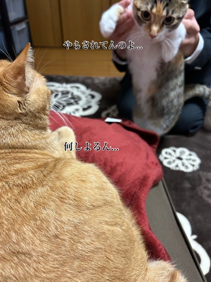 ラゴム ジェルトゥウォーター クレンザー(朝用洗顔)/LAGOM /その他洗顔料を使ったクチコミ(2枚目)