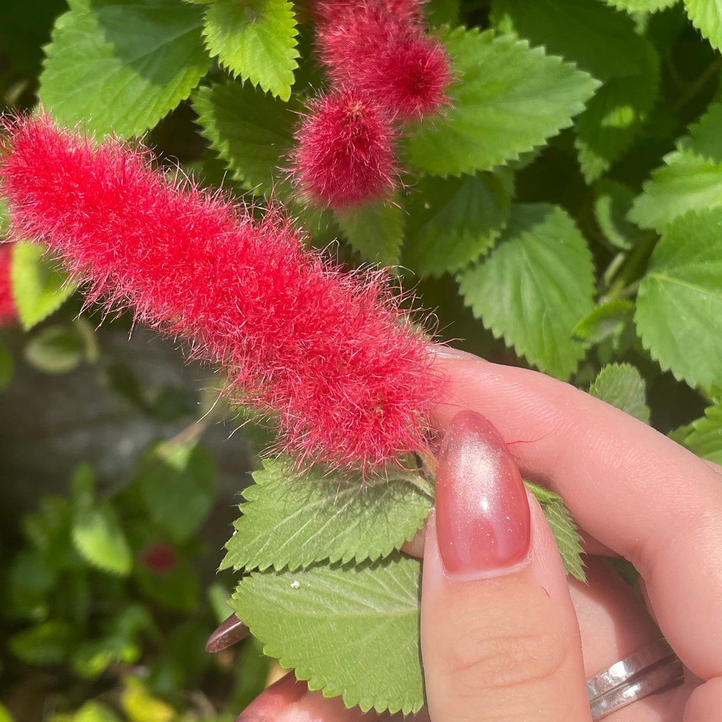 𐔌՞ . .՞ 𐦯 on LIPS 「いいね、保存嬉しいです🎶#ネイル#ジェルネイル#垢抜け#ネイル..」(1枚目)