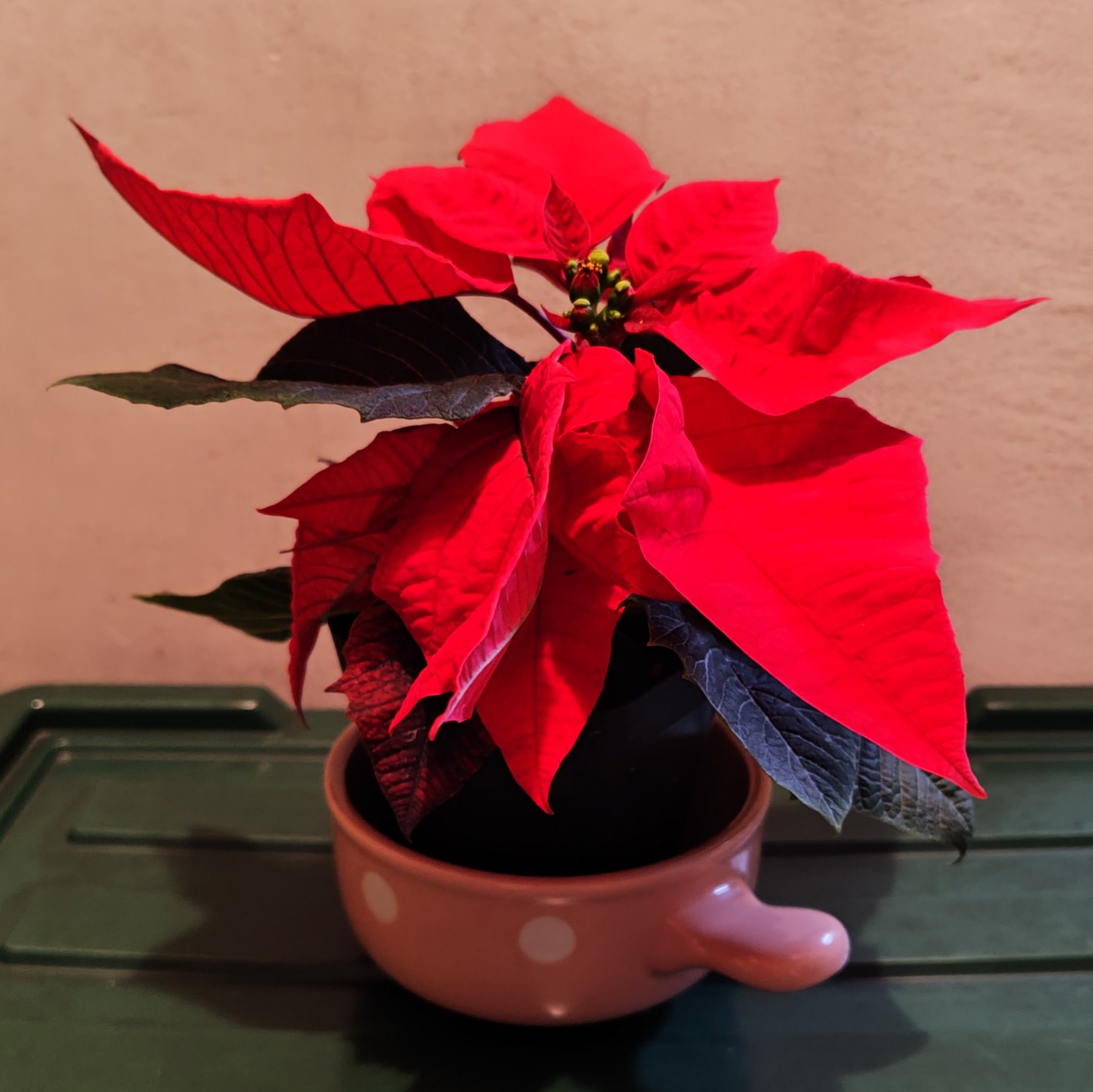 ポインセチアを戴きました🎄
すっかりクリスマスシーズンですね

写真では判りづらいですが、かなり小振りなので物が多い我が家にはピッタリ（笑）
リビングのチェストの上に飾ります✨️

 #あったかおこもり美容 