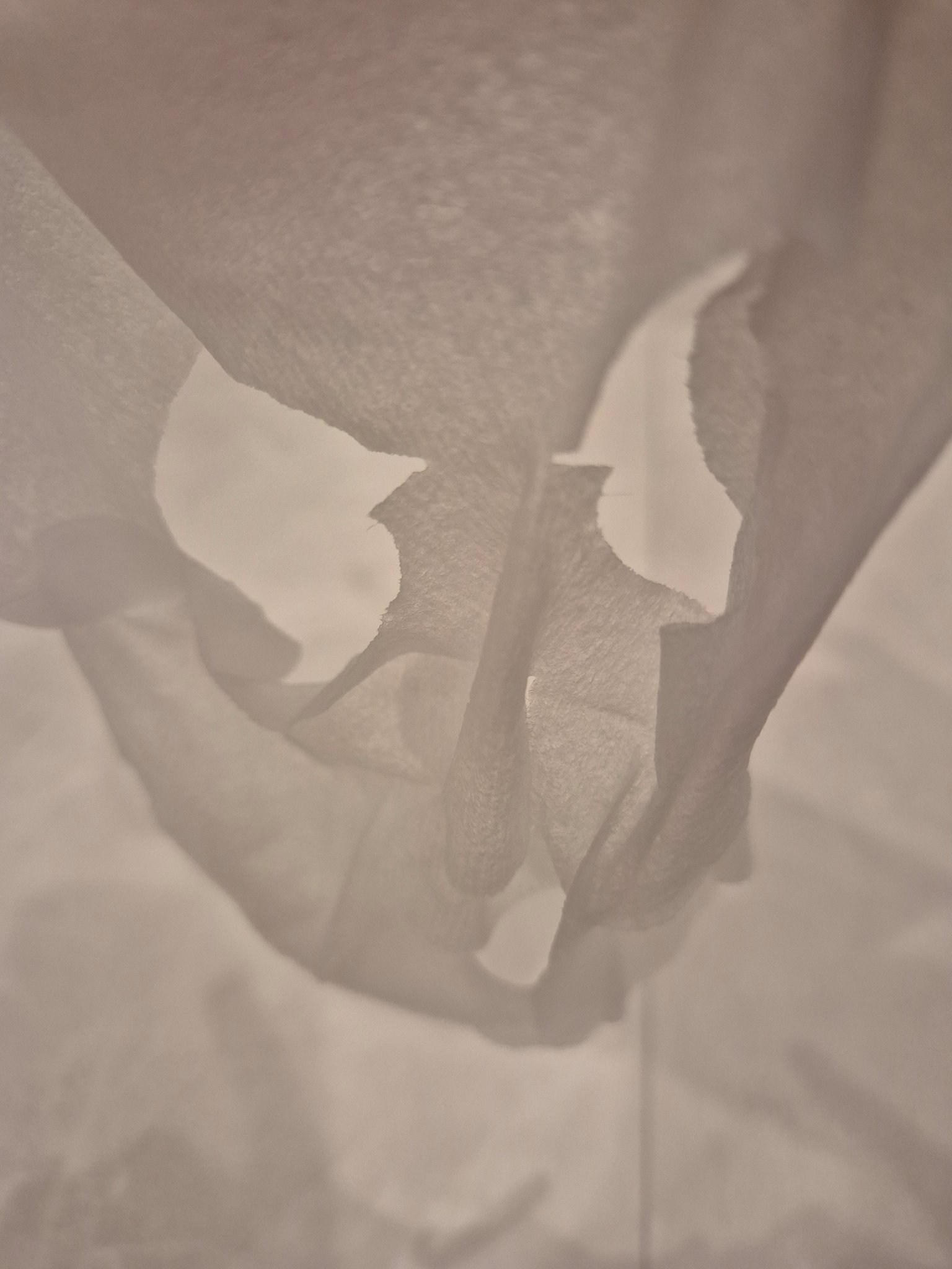 復活草シートマスクデイリーピック/Abib /シートマスク・パックを使ったクチコミ（3枚目）