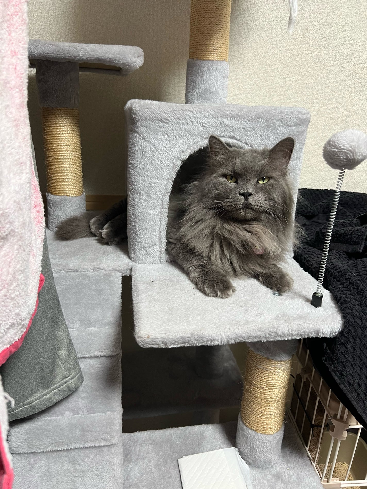 ウォンジョンヨ リペアシャンプー モイスト/リペアトリートメント モイスト/Wonjungyo/市販シャンプーを使ったクチコミ(1枚目)