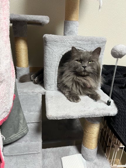 ウォンジョンヨ リペアシャンプー モイスト/リペアトリートメント モイスト/Wonjungyo/市販シャンプーを使ったクチコミ(1枚目)