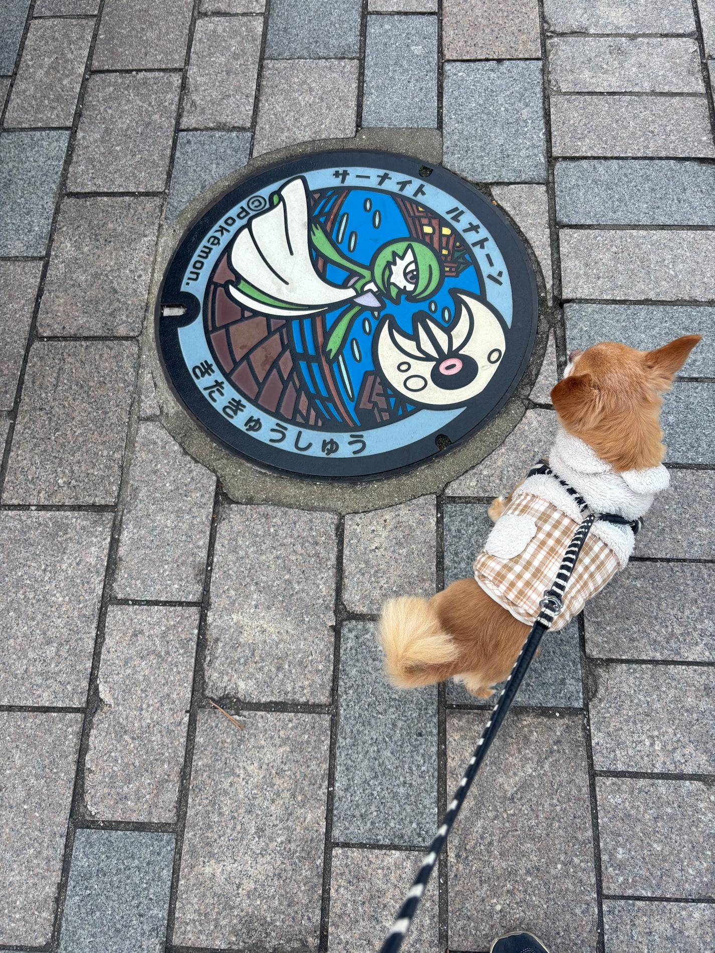 スリーサムデザイニングアイカラー/& WOLF/アイシャドウパレットを使ったクチコミ(6枚目)