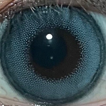 Angelcolor Bambi Series 1day スワンブルー/AngelColor/ワンデー(1DAY)カラコンの画像