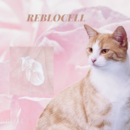 HUG ハンドクリーム/reblocell/ハンドクリームを使ったクチコミ(3枚目)