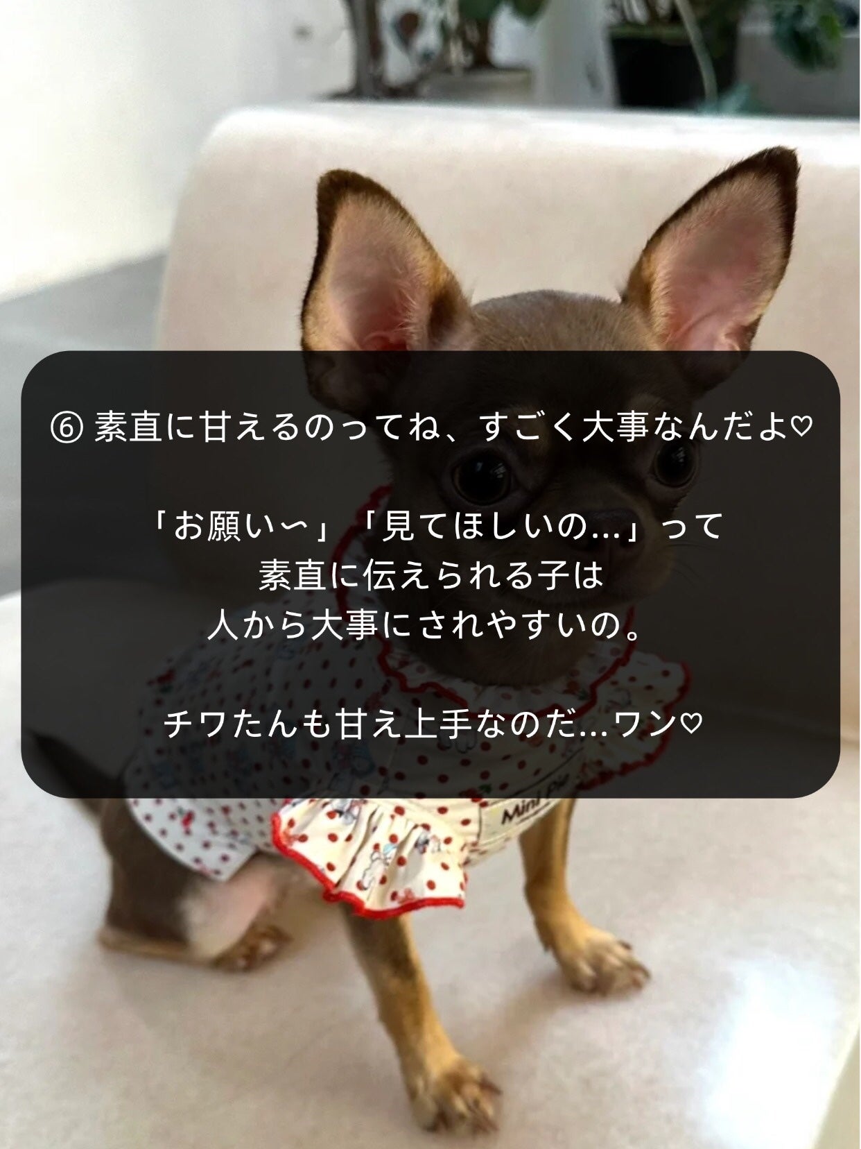 アネトス バランシング トリートメントクリーム/Anetos/フェイスクリームを使ったクチコミ(7枚目)