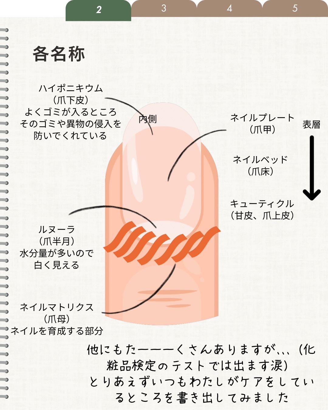 マニキュリスト アクティブシリーズ アクティブ グロウ ラズベリー/manucurist/マニキュアを使ったクチコミ（3枚目）