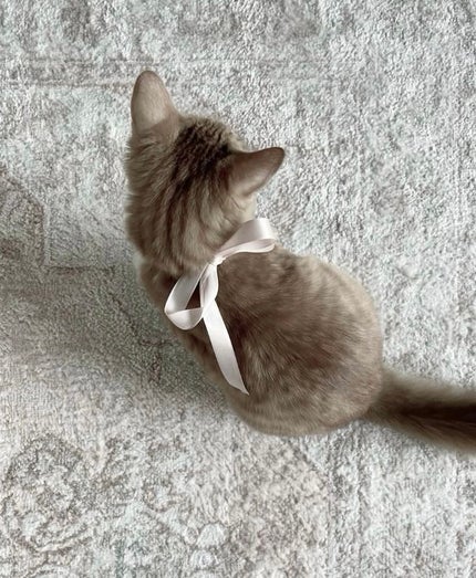 パーフェクトマルチアイズ/キャンメイク/アイシャドウパレットを使ったクチコミ(1枚目)