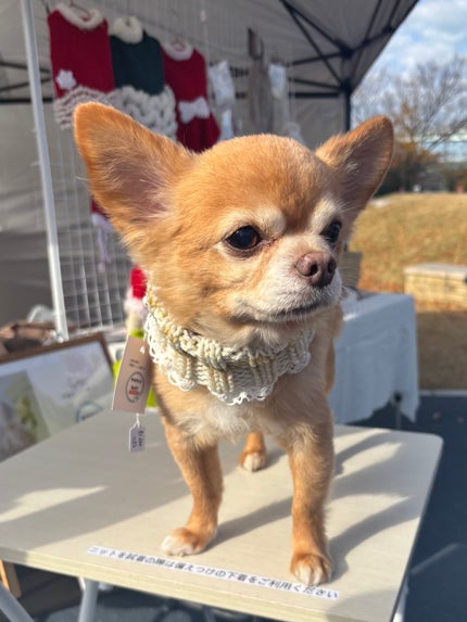 オルフェス BPS ピカチュウ・ポッチャマ デザイン/ALFACE+/シートマスク・パックを使ったクチコミ(3枚目)