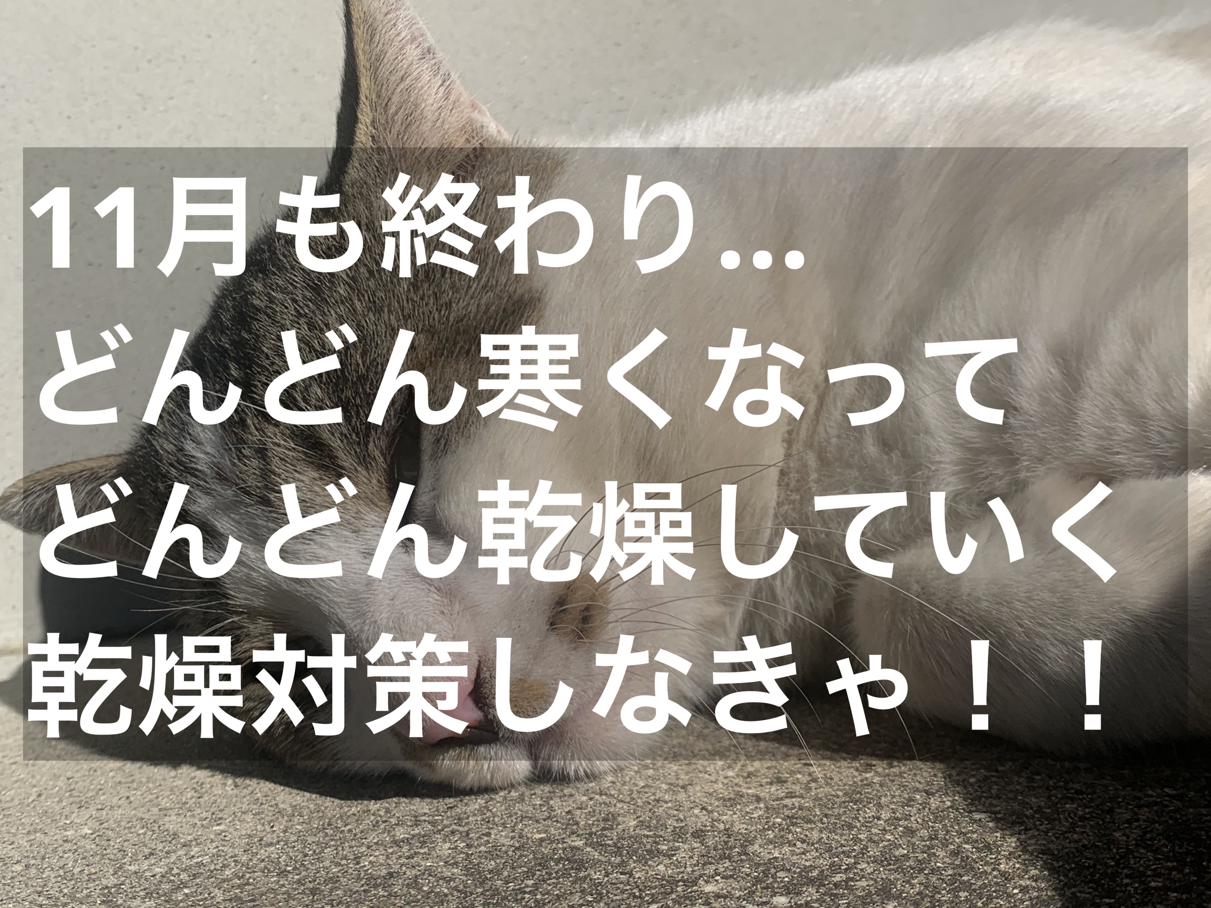 S SELECT
スキンローション ナイアシンアミド配合化粧水

スギ薬局のプライベートブランド
コレ使いはじめてから肌調子が良すぎる

スキンローション ナイアシンアミド配合化粧水の投稿がわたししかなくて
みんな使ってないんだなって…

