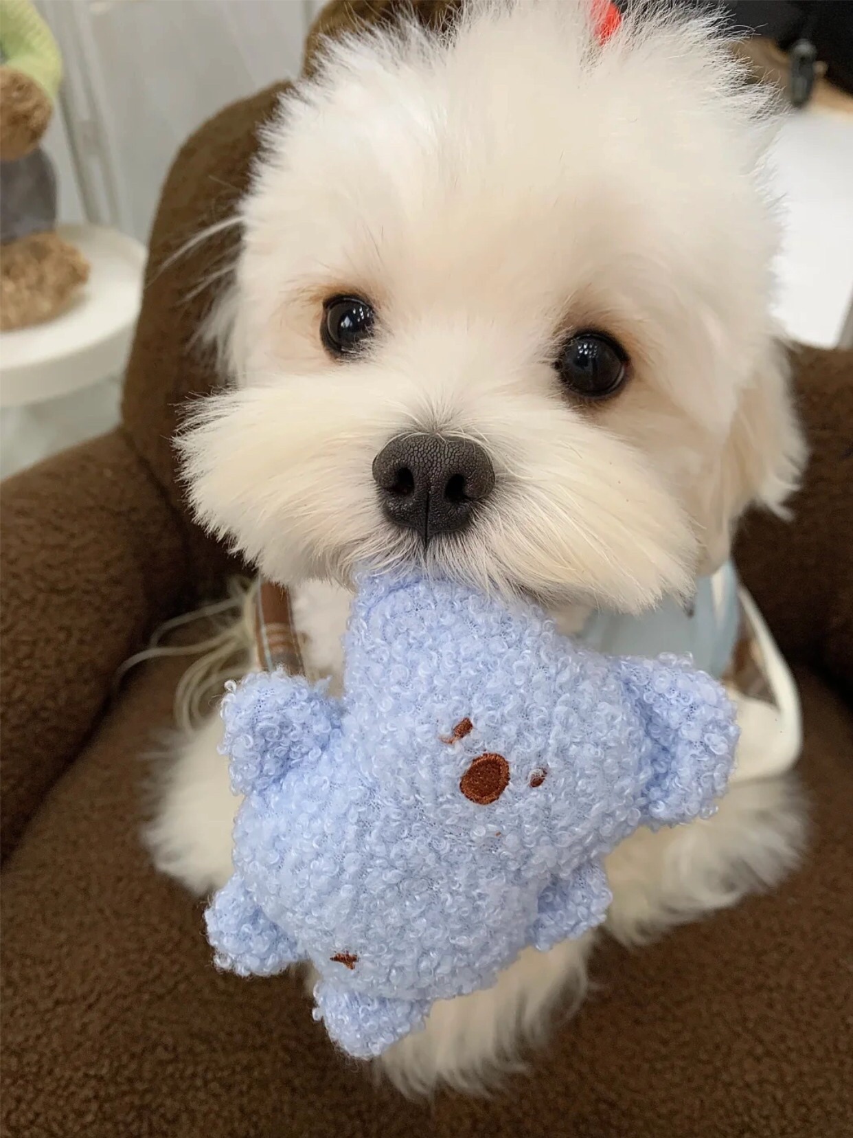 アネトス アクネケア トリートメント セラム/Anetos/美容液を使ったクチコミ（3枚目）