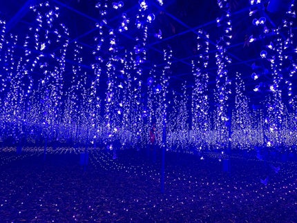 ピー on LIPS 「────────────#あしかがフラワーパーク#栃木県気にな..」(4枚目)