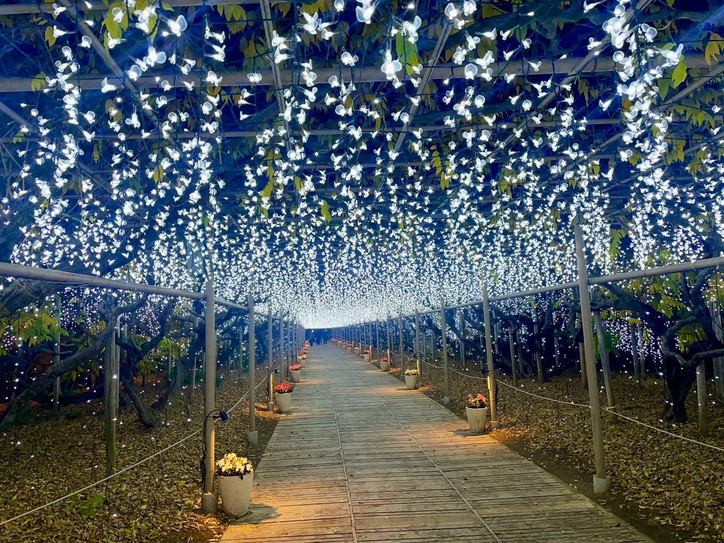 ピー on LIPS 「────────────#あしかがフラワーパーク#栃木県気にな..」(5枚目)