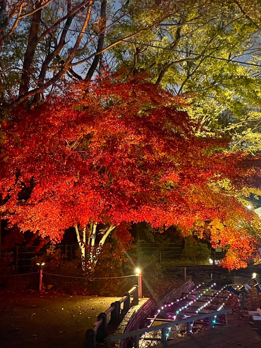 ピー on LIPS 「────────────#あしかがフラワーパーク#栃木県気にな..」(3枚目)