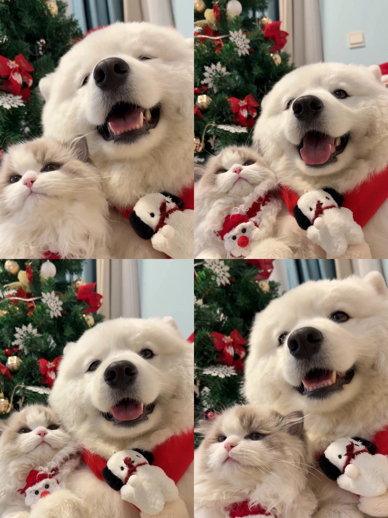 犬との暮らし on LIPS 「クリスマスは彼とこんな風に撮ると、写真が超ラブラブに!📸✨#可..」(2枚目)