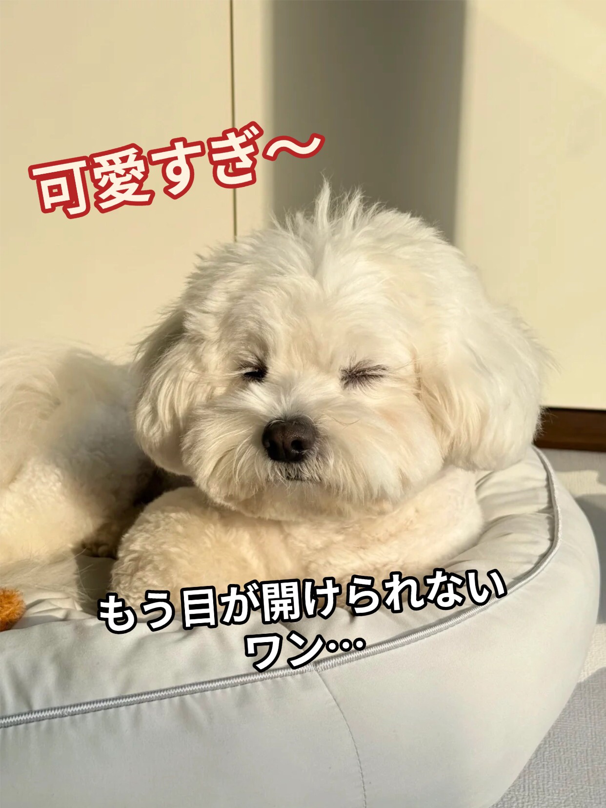 アネトス バランシング トリートメント トナー /Anetos/化粧水を使ったクチコミ（1枚目）