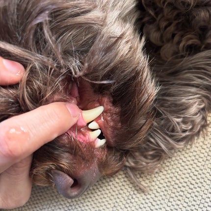 ドクターデンタルワン/サンテミナ/その他オーラルケアを使ったクチコミ(4枚目)