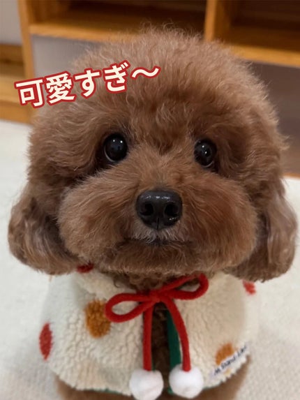 アネトス バランシング トリートメント トナー /Anetos/化粧水を使ったクチコミ(1枚目)