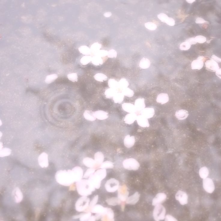 オーバーロードリップグレイズ/Dinto/口紅を使ったクチコミ（2枚目）