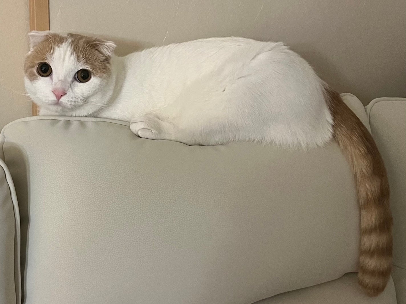 超細芯アイブロウ/CEZANNE/アイブロウペンシルを使ったクチコミ(5枚目)