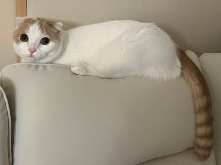 超細芯アイブロウ/CEZANNE/アイブロウペンシルを使ったクチコミ(5枚目)