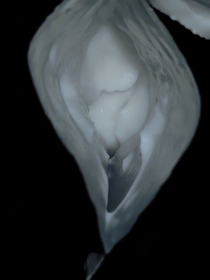 AQ リペア エッセンスシャンプー/DECORTÉ/市販シャンプーを使ったクチコミ(4枚目)