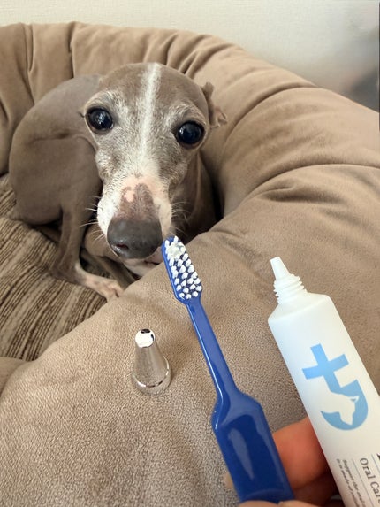 ドクターデンタルワン/サンテミナ/その他オーラルケアを使ったクチコミ(4枚目)