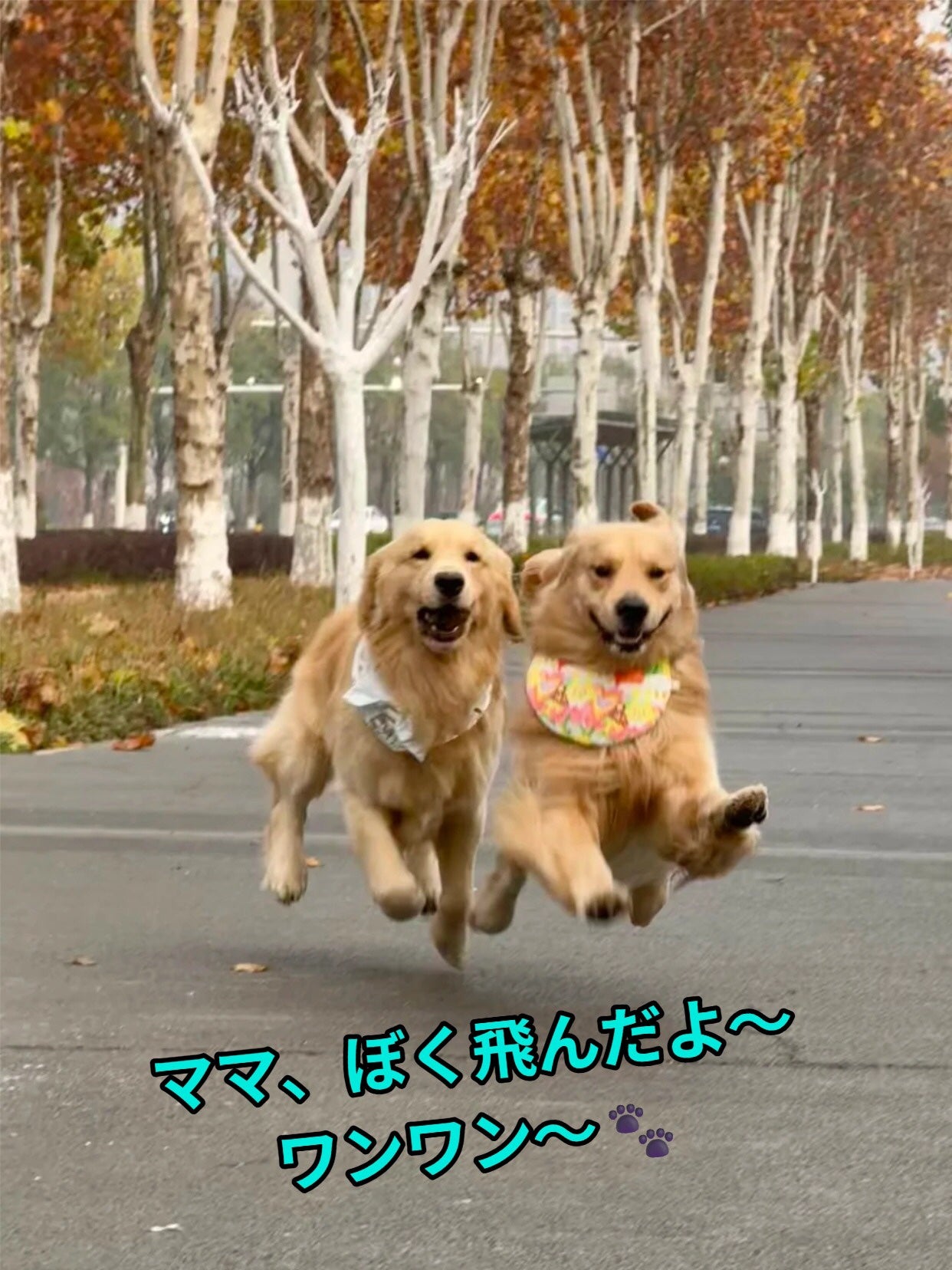 アネトス バランシング トリートメントクリーム/Anetos/フェイスクリームを使ったクチコミ(4枚目)