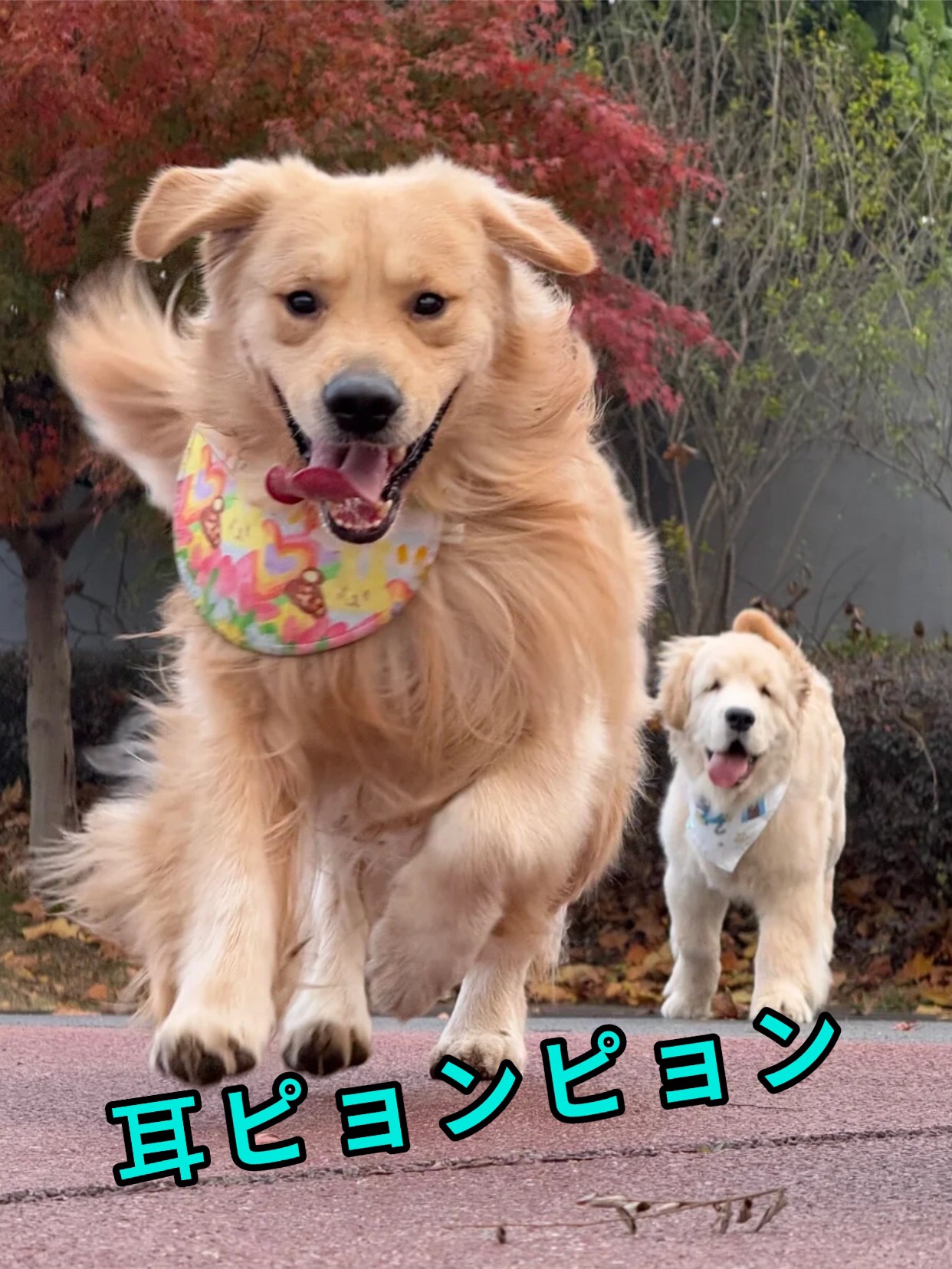 アネトス バランシング トリートメントクリーム/Anetos/フェイスクリームを使ったクチコミ（3枚目）