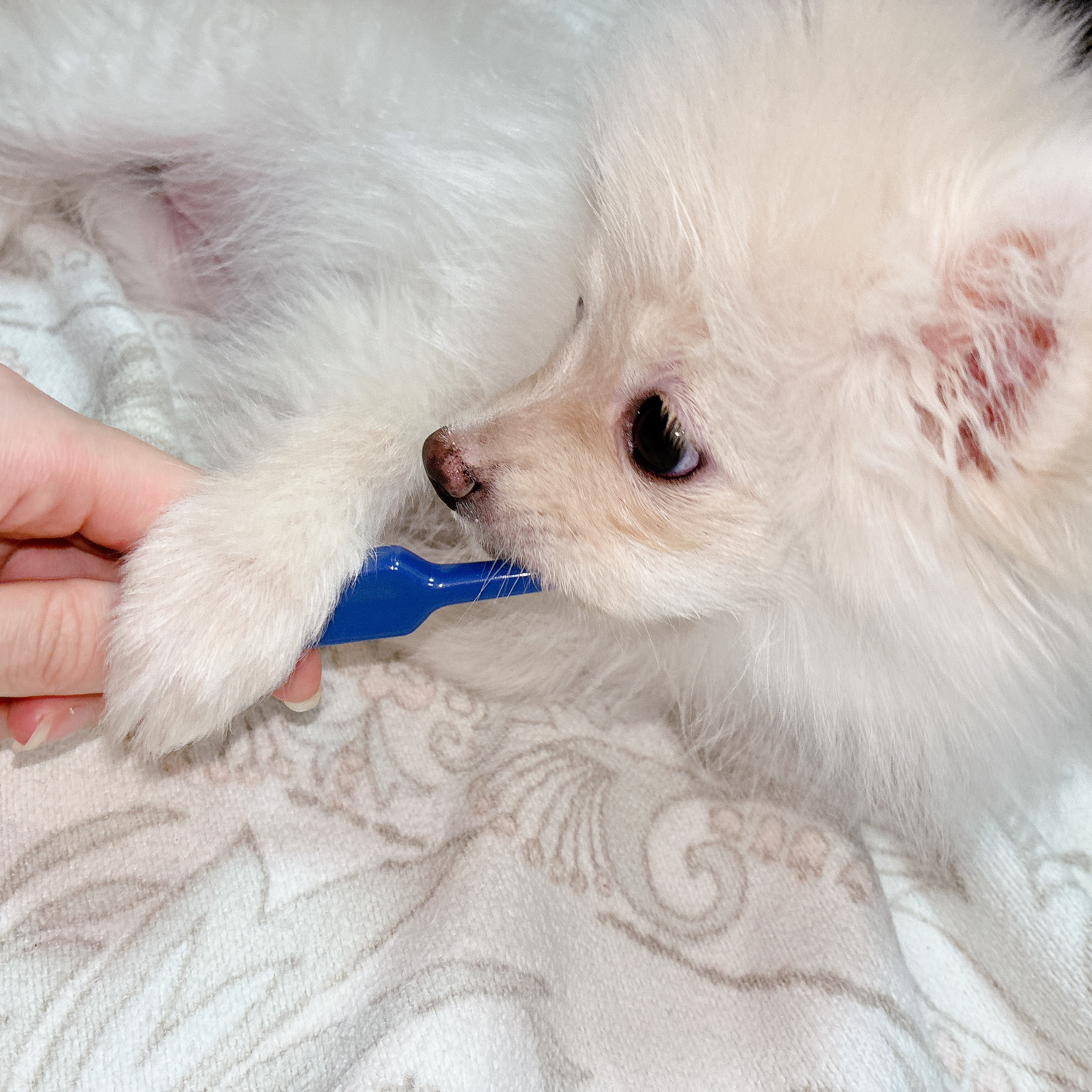 ドクターデンタルワン/サンテミナ/その他オーラルケアを使ったクチコミ（3枚目）